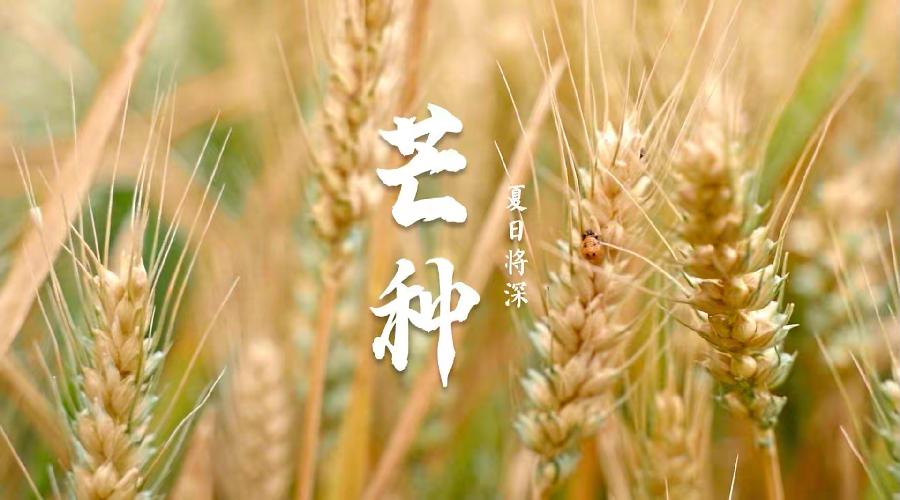 【新诗大观】芒种||文/宋茂林