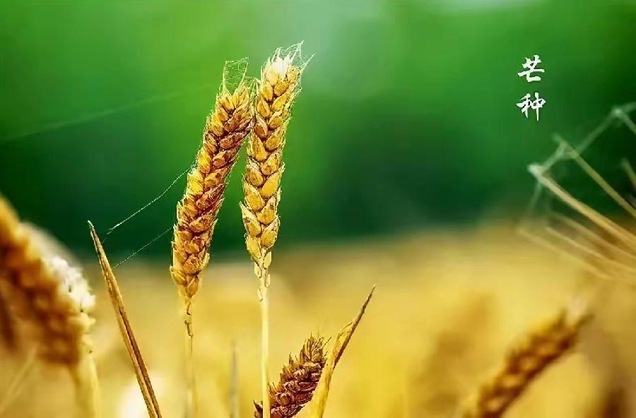 【新诗大观】芒种与忽然之间||文/姜振国（图2）