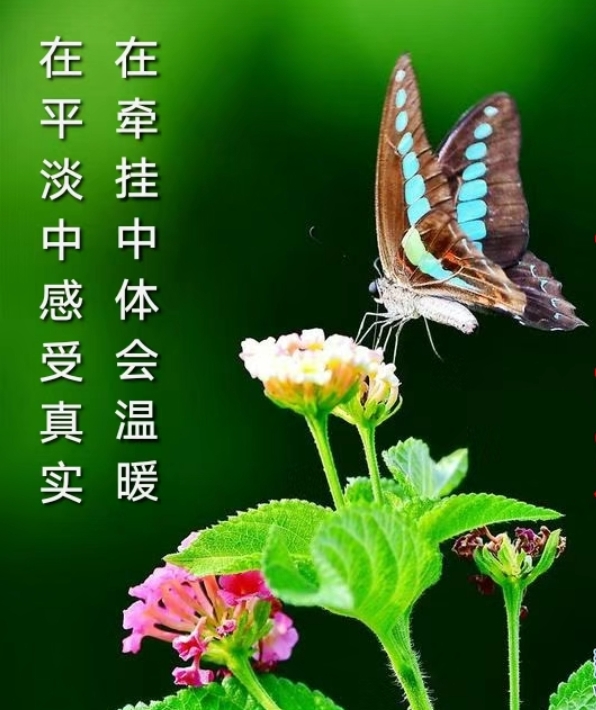 张建平婉约唯美《眼儿媚》三章｜金牌主播冰雪彩霞｜中国桂林都市诗社706期（图3）