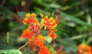凤萍作品专辑(图2)