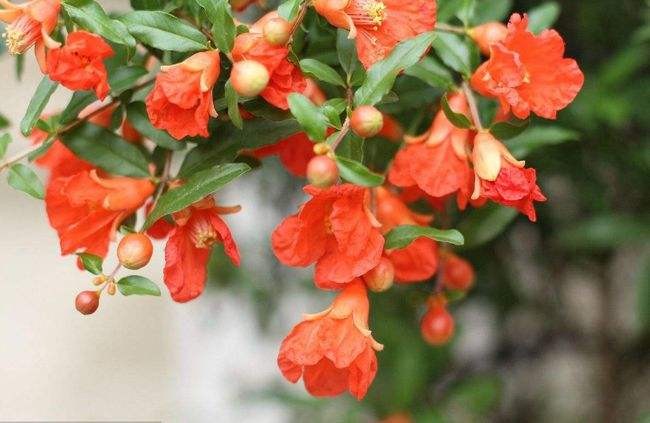 【潇湘文学社】潇湘问梅诗社《夏日闲吟》(总361期)(图18)