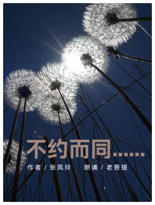 张凤玲诗歌选读《 不约而同…… 》朗诵：老菩提（图2）