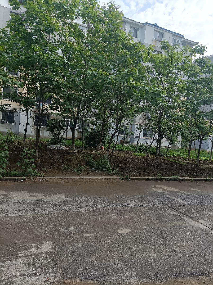 夏日随笔