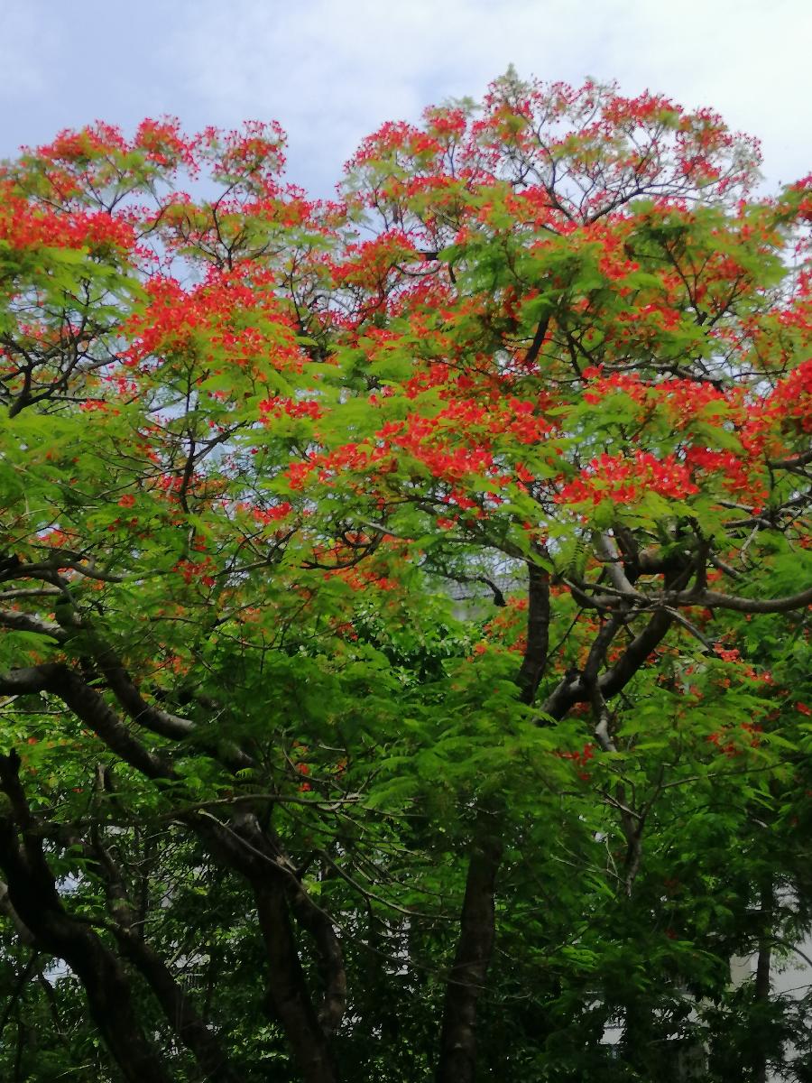 凤凰花谣 ／江冲（图5）