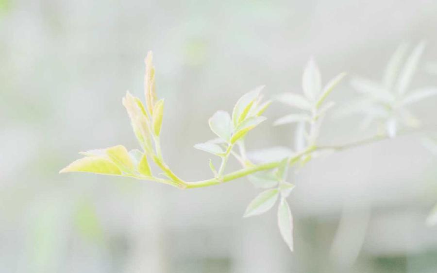 久别重逢（外五首）文/乐道（广东）【冰心文化传媒】（图6）