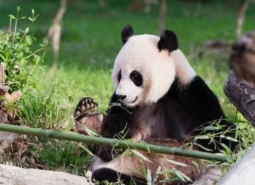 【明心文学】李春秋•题图自由诗《熊猫赋》 主播/赵淑芹（图3）