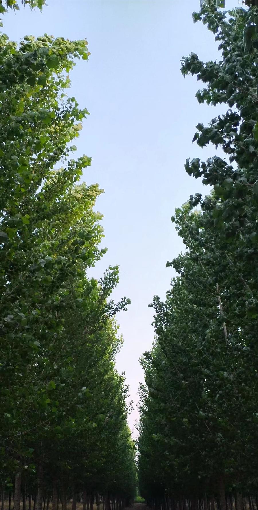 【雅诗总会】张守军美诗欣赏——我想约暖阳与北方舞春风‖诵读:金牌主播林文利（图4）
