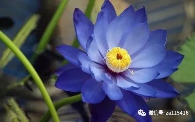 《中国爱情诗刊》(第4487期)中国爱情诗社·2分社选送(组稿:冰洁 审核:江飞)(图3)