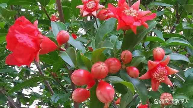 榴花似火‖文图/吕锦芳（图6）