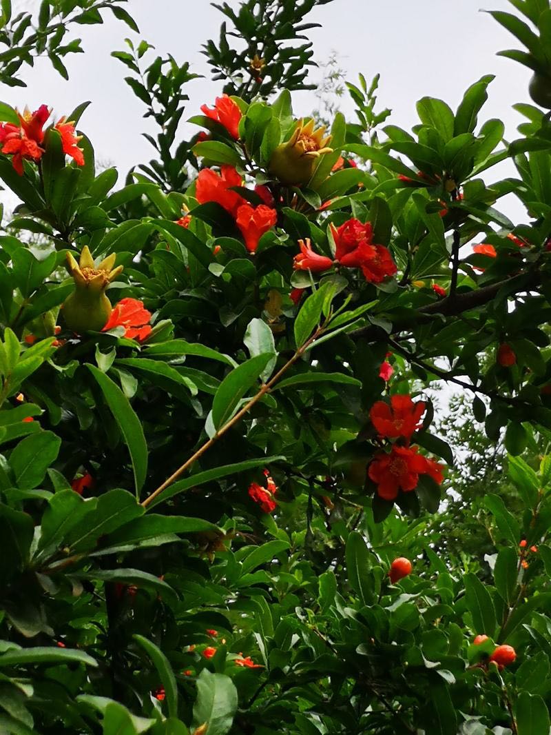 榴花似火‖文图/吕锦芳（图5）