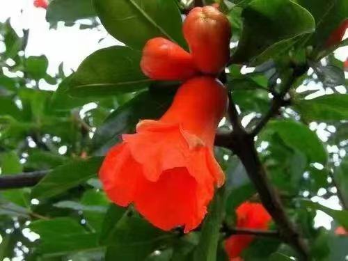 榴花似火‖文图/吕锦芳