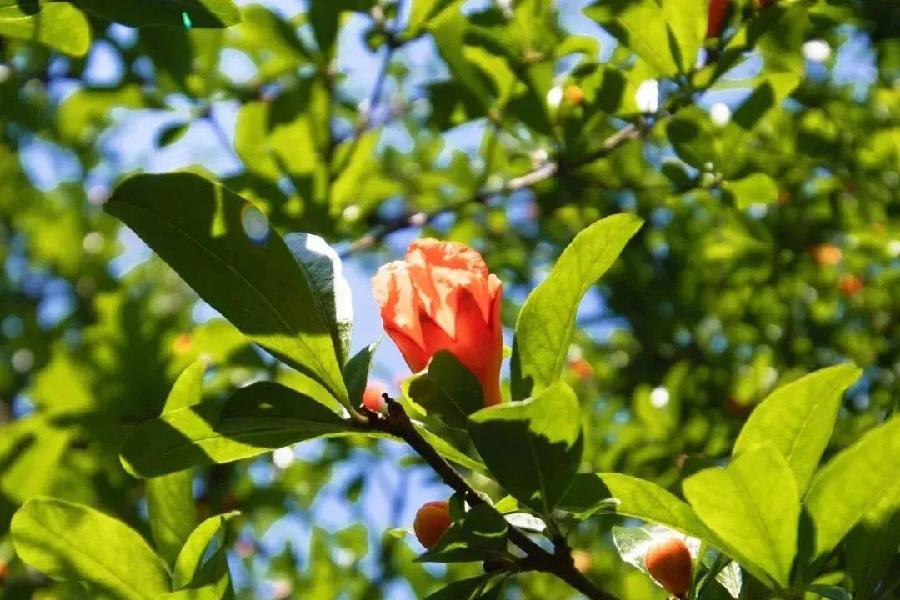 咏石榴花‖文图/吕锦芳（图5）
