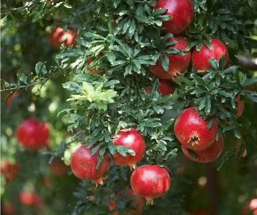 咏石榴花‖文图/吕锦芳（图2）
