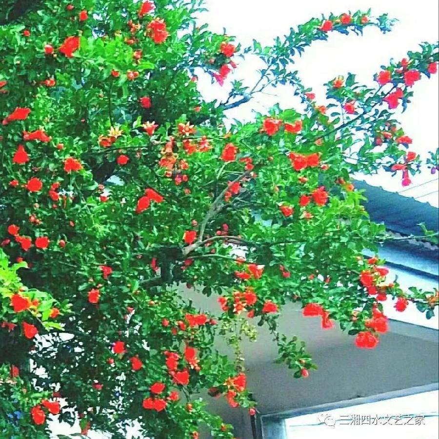 咏石榴花‖文图/吕锦芳（图4）