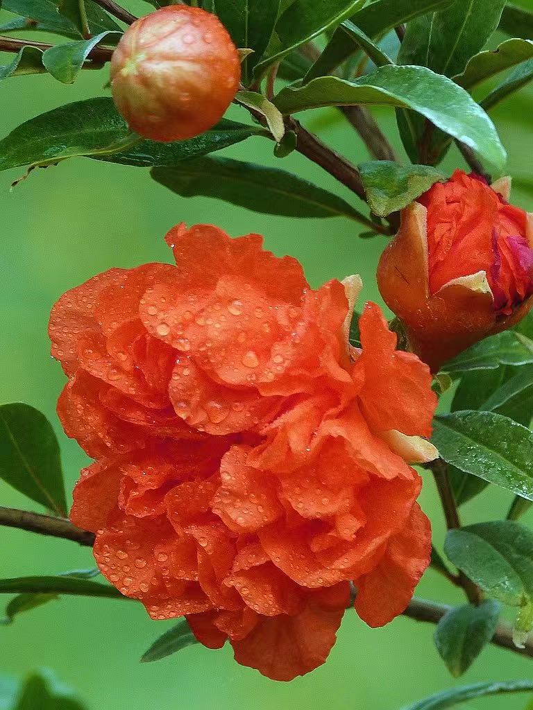 咏石榴花‖文图/吕锦芳（图6）
