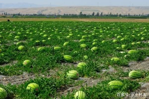 【精品散文】父亲种西瓜 文/刘万军(图3)