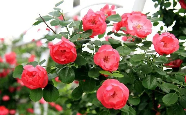 134008640.jpg 钄疯枃鑺?02.webp.jpg