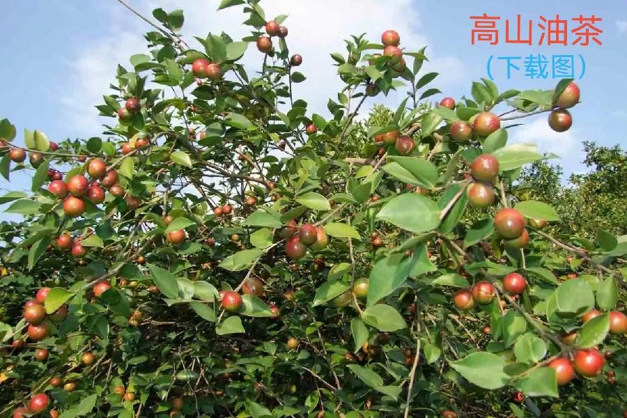 【名家专刊】【九江文学社:北京头条】李小燕老师诗词欣赏(图5)