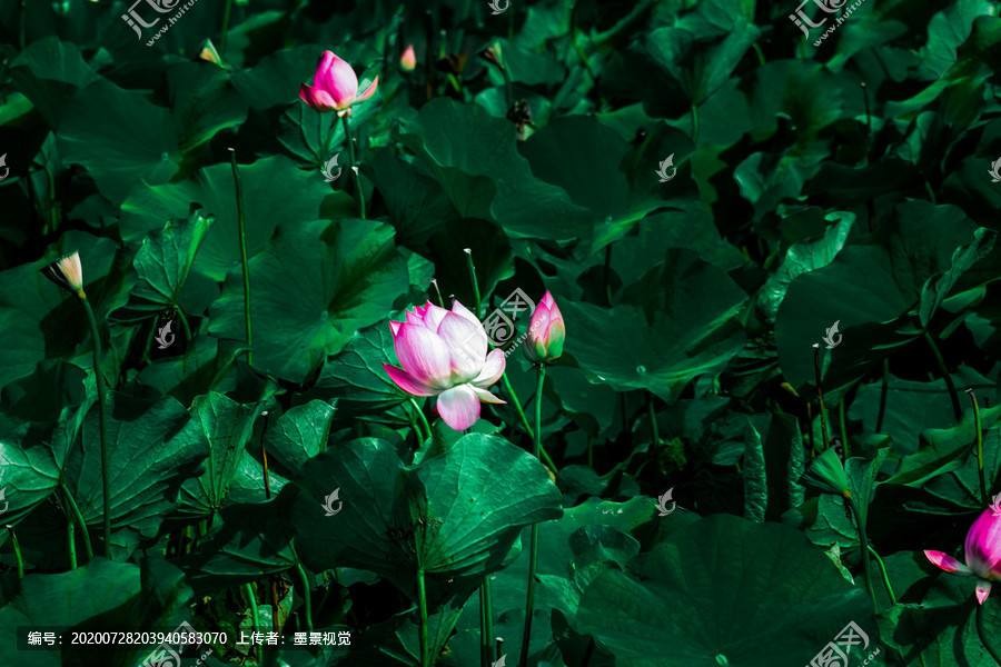〔诗词小辑〕张洪艳（河北）【冰心文化传媒】制作 冰心（图12）