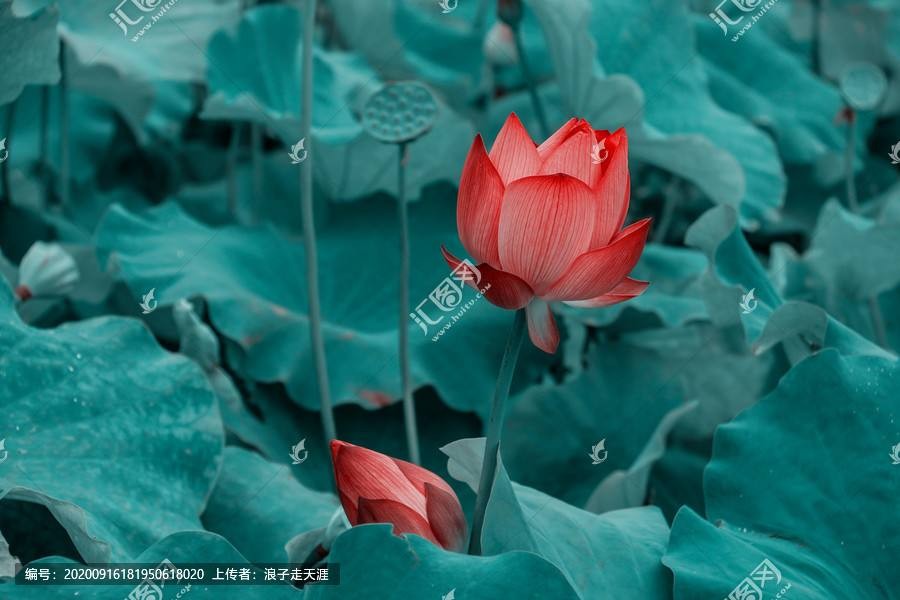 〔诗词小辑〕张洪艳（河北）【冰心文化传媒】制作 冰心（图16）