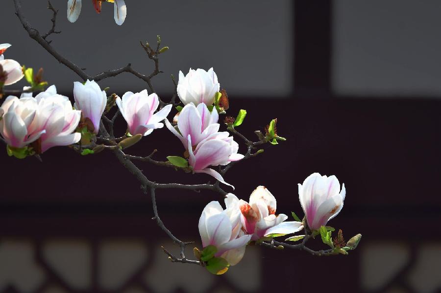 〔诗词小辑〕张洪艳（河北）【冰心文化传媒】制作 冰心（图35）
