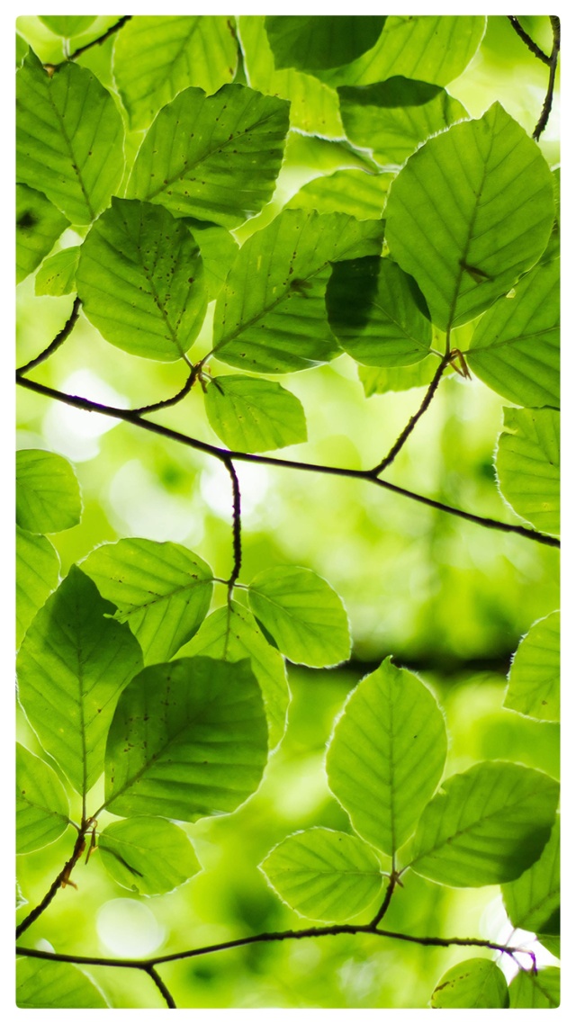 郭曰方诗歌两首《绿叶情怀》《昙花心语》金牌主播京波&陈素梅朗诵(图4)