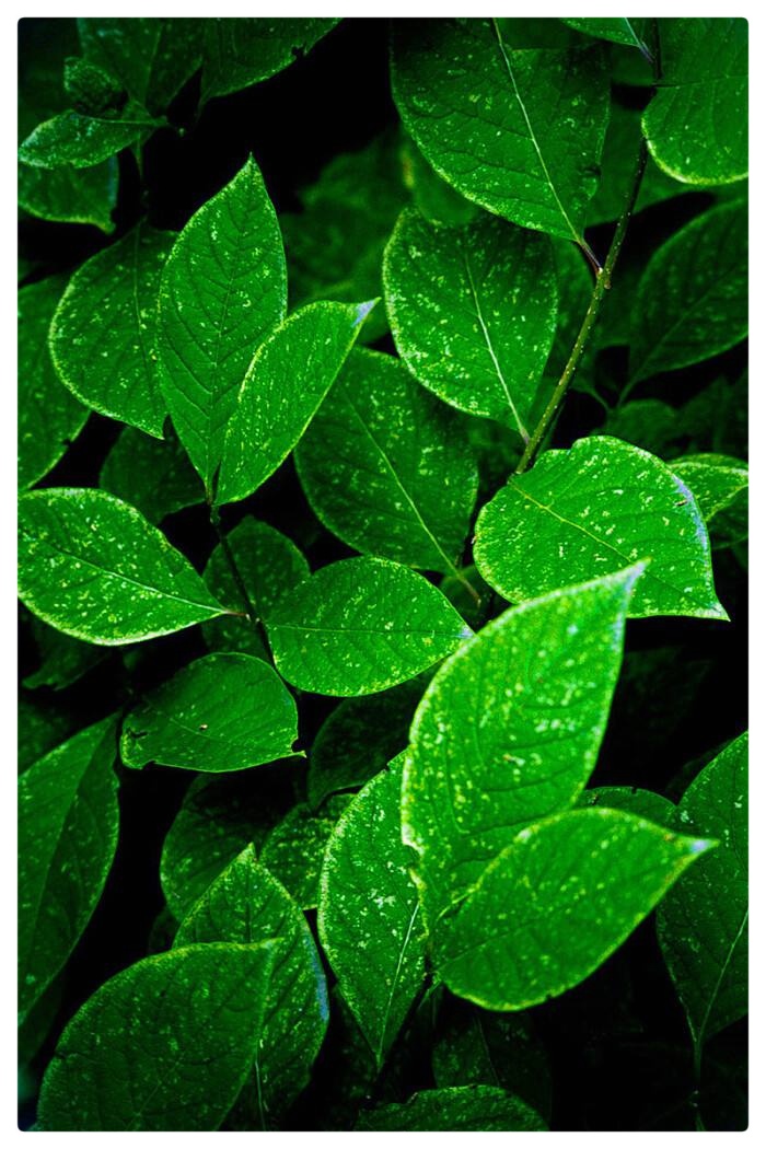 郭曰方诗歌两首《绿叶情怀》《昙花心语》金牌主播京波&陈素梅朗诵(图5)