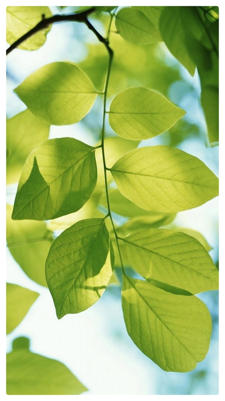 郭曰方诗歌两首《绿叶情怀》《昙花心语》金牌主播京波&陈素梅朗诵(图6)
