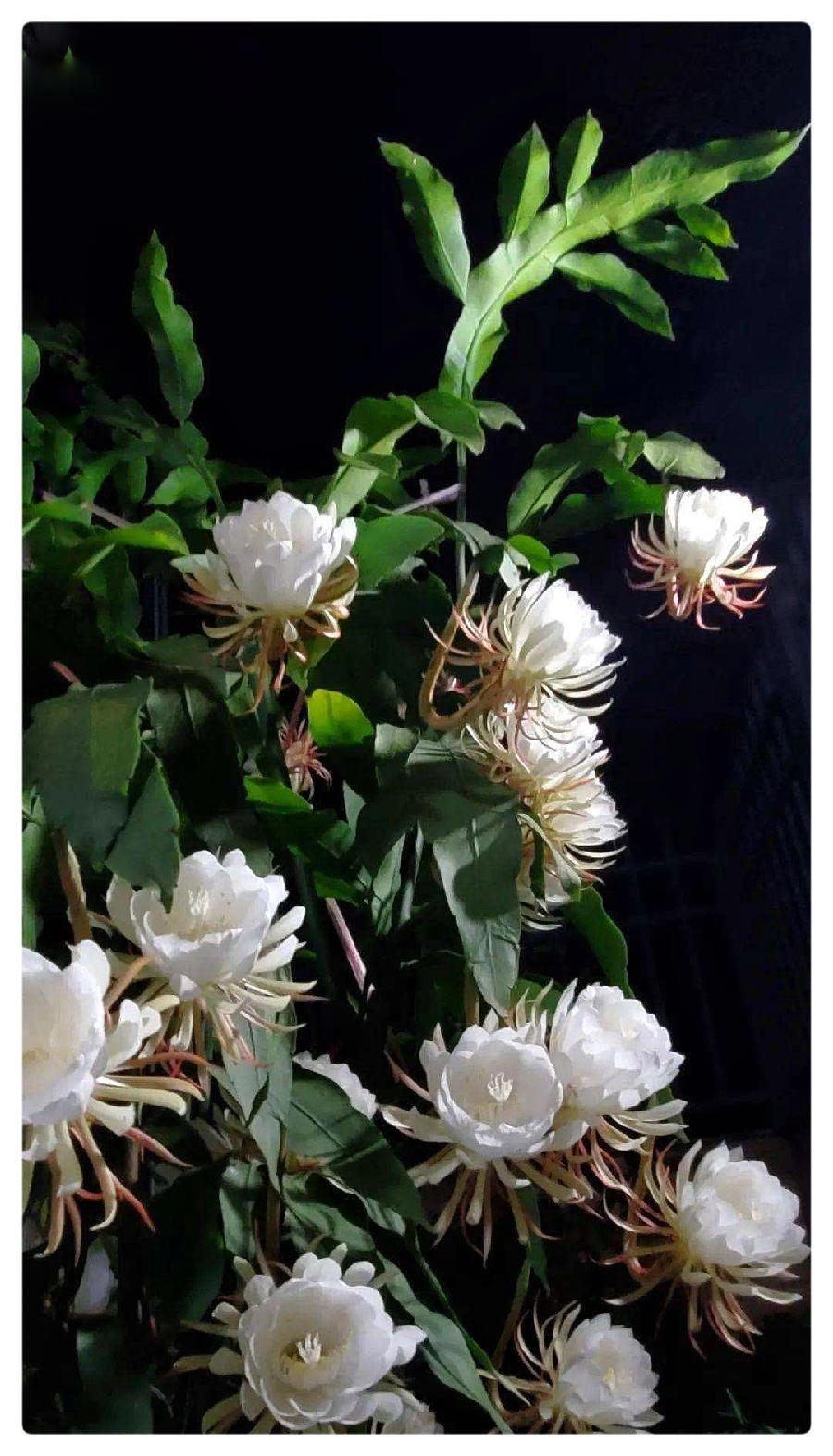郭曰方诗歌两首《绿叶情怀》《昙花心语》金牌主播京波&陈素梅朗诵(图11)
