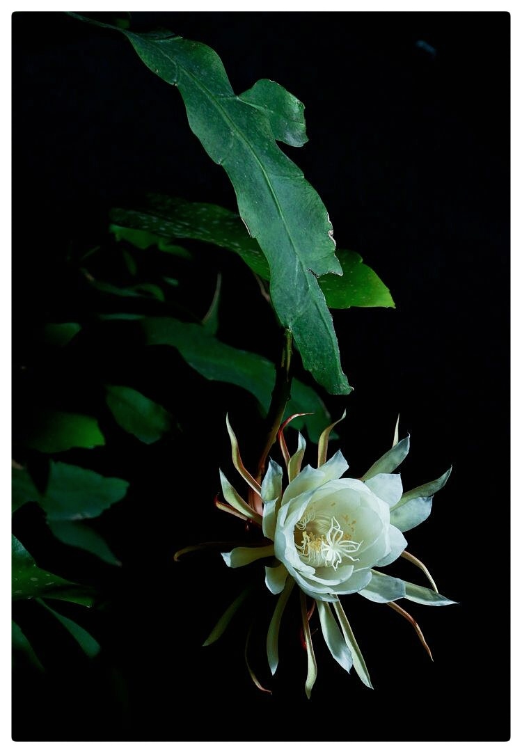 郭曰方诗歌两首《绿叶情怀》《昙花心语》金牌主播京波&陈素梅朗诵(图8)
