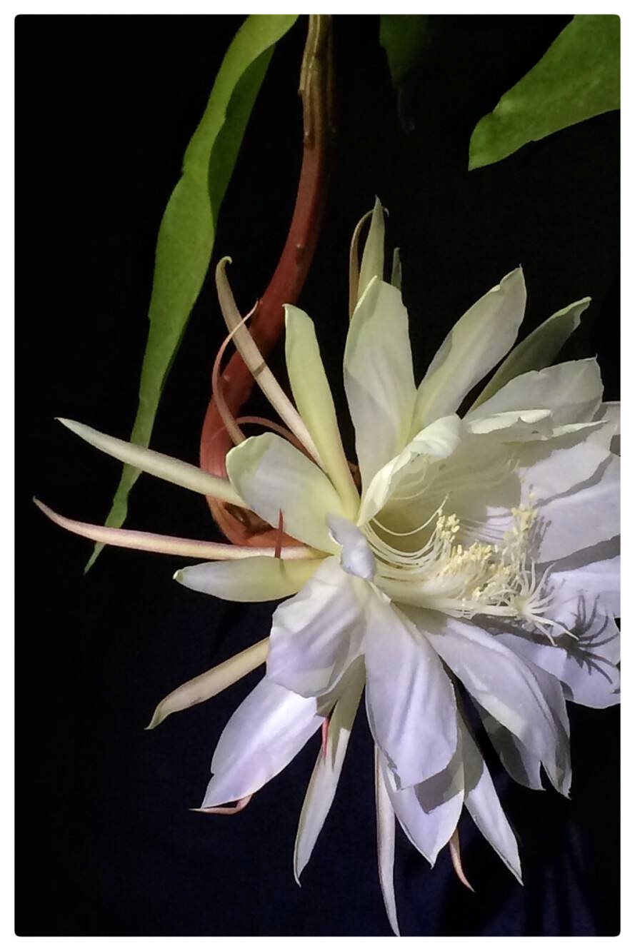 郭曰方诗歌两首《绿叶情怀》《昙花心语》金牌主播京波&陈素梅朗诵(图10)