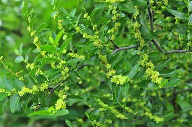 【新诗大观】花是突然绽放的||文/开满鲜花的月亮