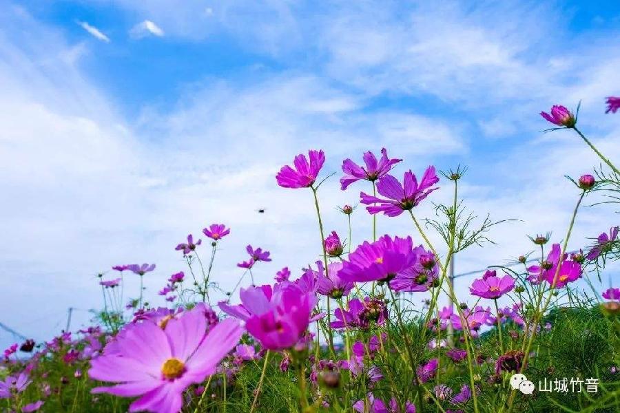*情如夏花* 叶语（河北）【冰心文化传媒】制作 冰心（图3）