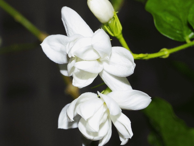 【潇湘文学社】潇湘陶菊诗社《茉莉花》(总364期)(图3)