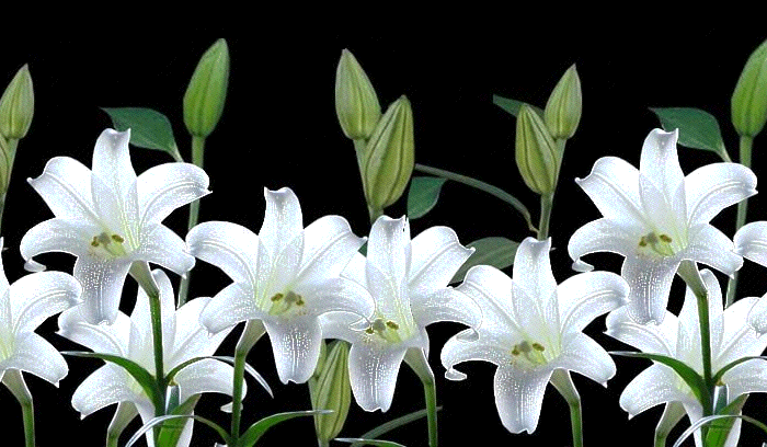 【潇湘文学社】潇湘陶菊诗社《茉莉花》(总364期)(图9)