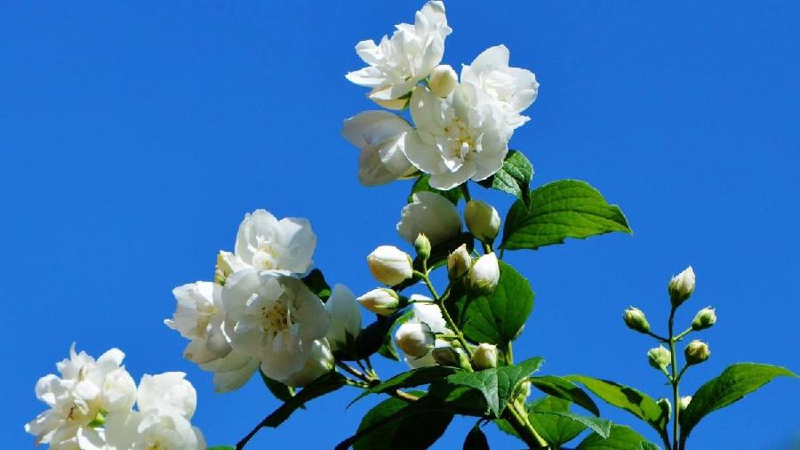 【潇湘文学社】潇湘陶菊诗社《茉莉花》(总364期)(图24)