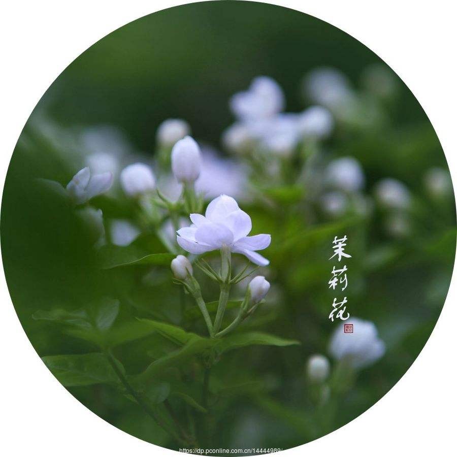 【潇湘文学社】潇湘陶菊诗社《茉莉花》(总364期)(图22)