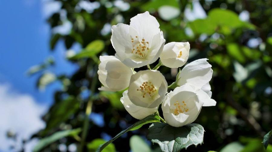 【潇湘文学社】潇湘陶菊诗社《茉莉花》(总364期)(图23)