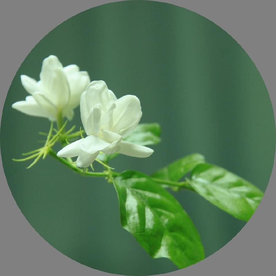 【潇湘文学社】潇湘陶菊诗社《茉莉花》(总364期)(图25)