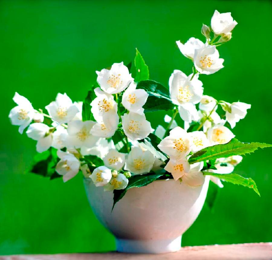 【潇湘文学社】潇湘陶菊诗社《茉莉花》(总364期)(图26)