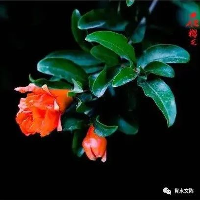 井陉作协 | 【古体诗•词】独将五月让榴花 | 背水文阵