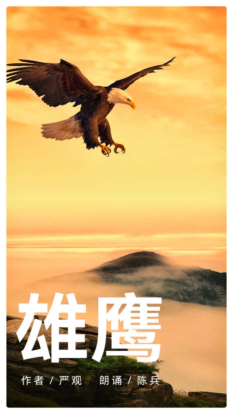 严观诗歌《雄鹰》朗诵名家陈兵诵读(图2)