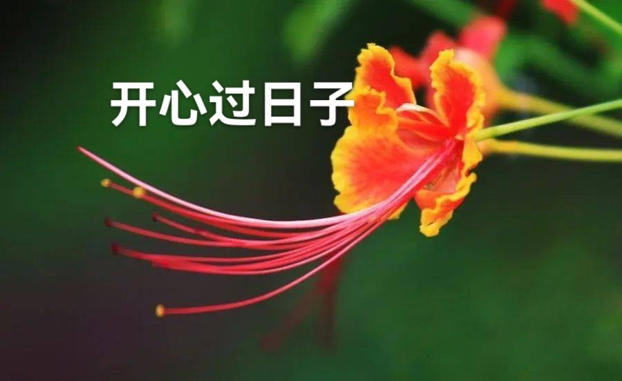 杨炳阳：开心过日子