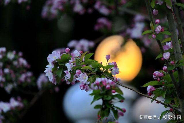 七律·小城夜趣 文/秦洪亚