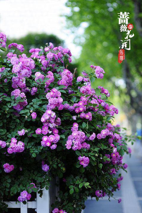 金華八詠詩社张尚富老师佳作欣赏！（图4）