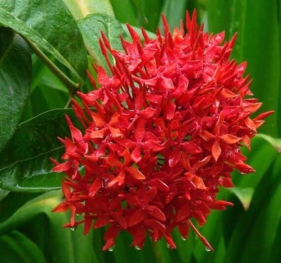 繁花似锦度夏炎（图2）
