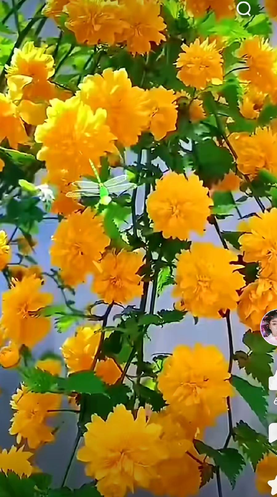 【佳作分享】陈铁军(河南)《七言排律•夏夜》外两首(图13)