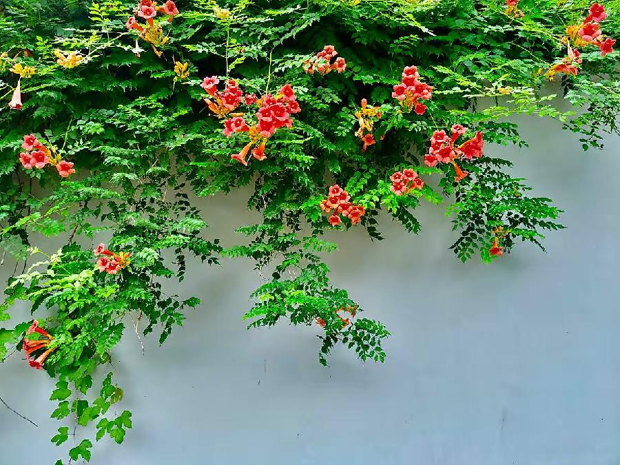 【新诗大观】一夏的灿烂清凉（外三首）||文/笑青（图2）