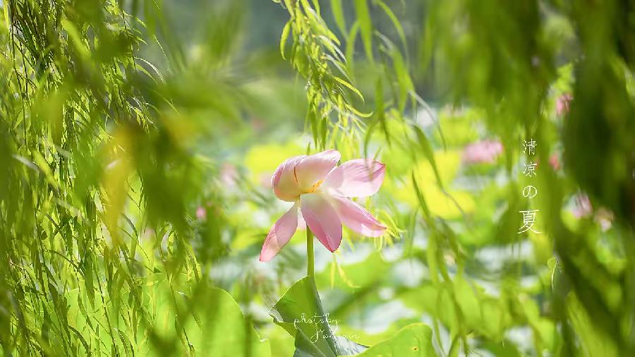 【新诗大观】一夏的灿烂清凉（外三首）||文/笑青