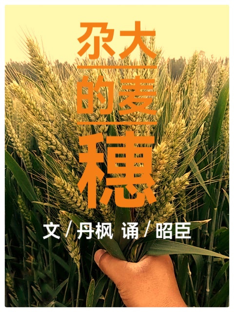 父亲节 || 尕大的麦穗 作者：丹枫 || 诵读：昭臣（图2）